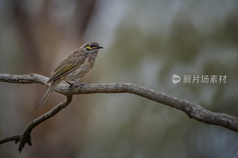 黄脸蜜蜂(Caligavis chrysops)